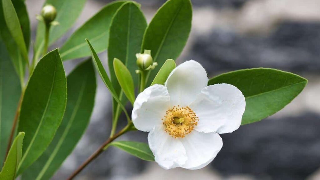 Gordonia lisianthus