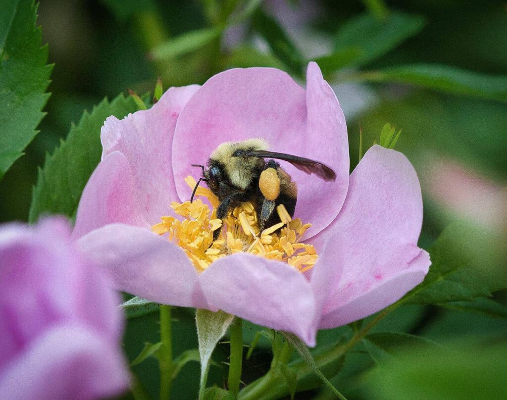 A bumble bee on the yellow stamen of a pink Carolina rose bloom.