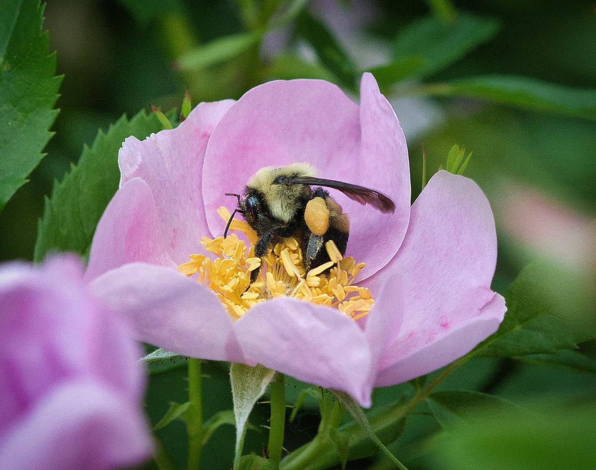 A bumble bee on the yellow stamen of a pink Carolina rose bloom.