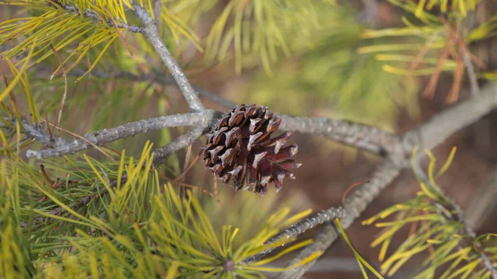 a pinecone in a tree with golden needles