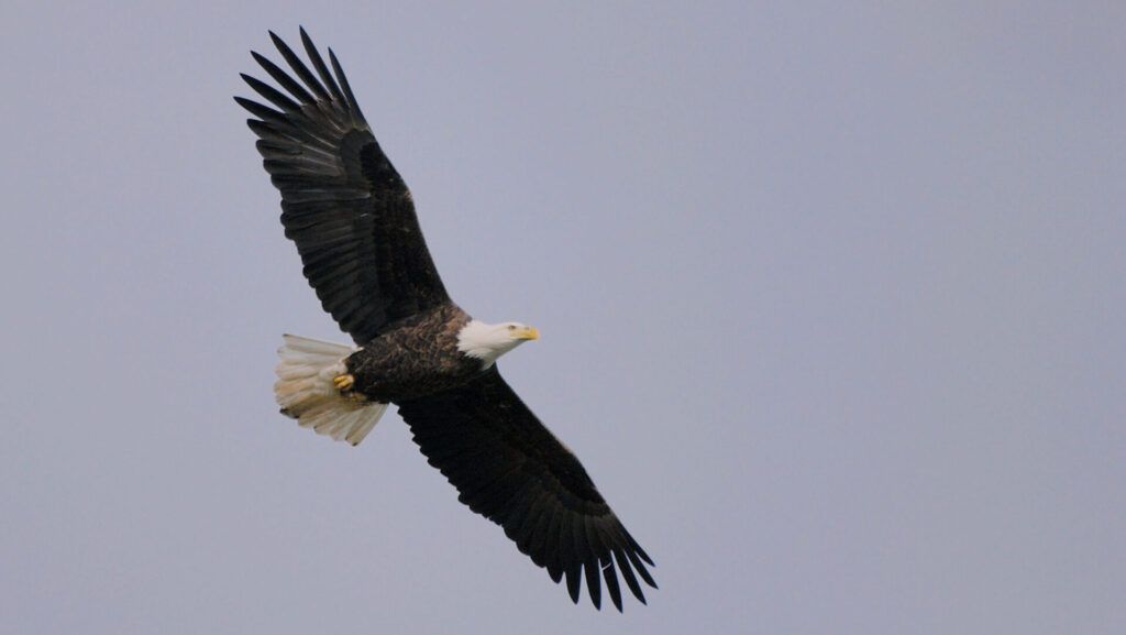 A Bald Eagle soars against a blue grey sky.