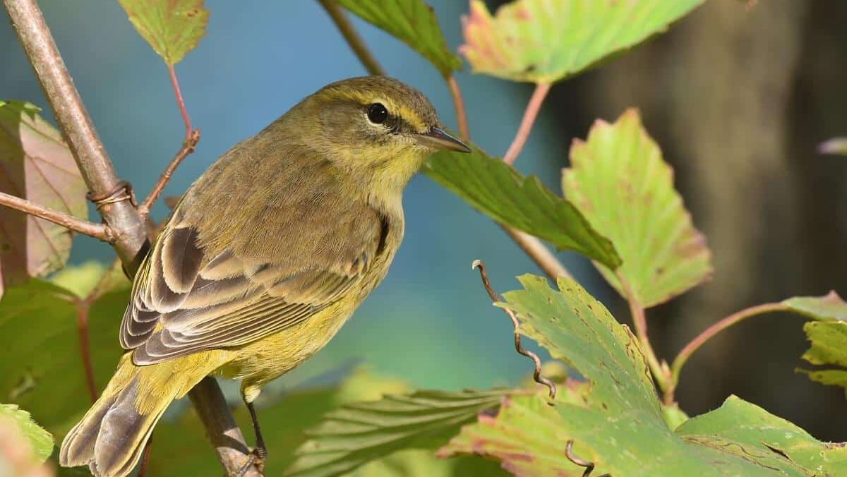 palm warbler at John Heinz Wildlife Refuge