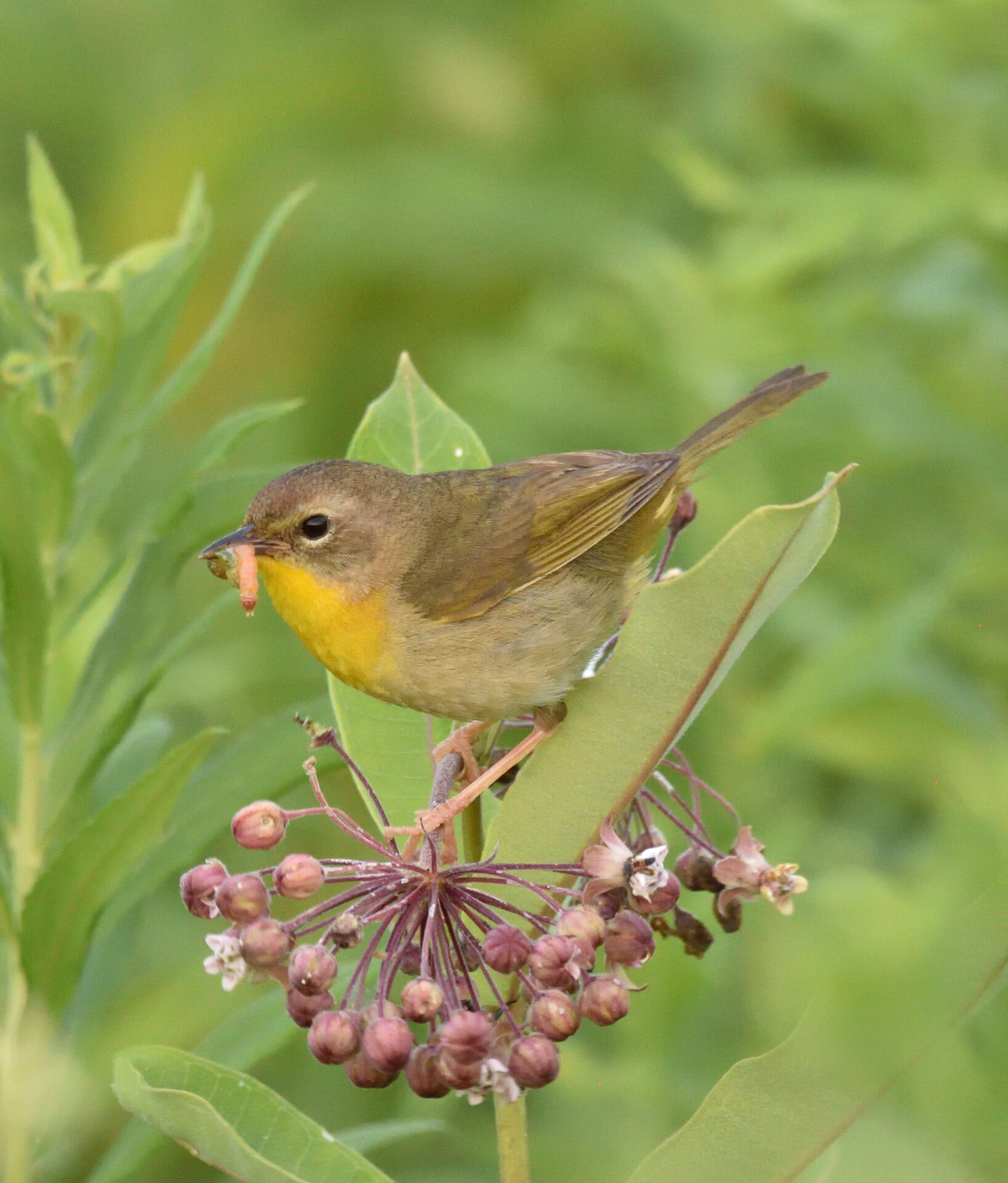 A small brown bird with a yellow breast holds a caterpillar in its beak while perching on a milkweed plant.