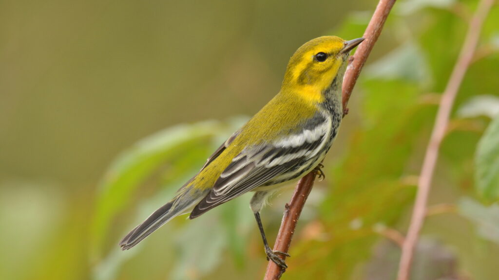 black-throated green warbler