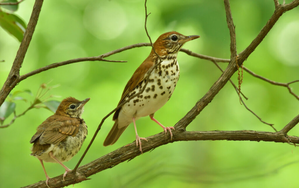 a brown and white bird with spots on its belly and its fledgling on a tree branch with a green background
