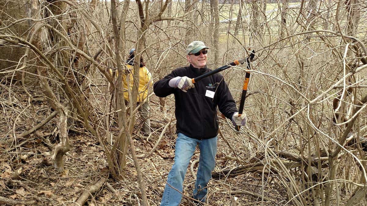 FON Volunteer Class 2019 training at ChesLen. Russ Applegate cutting invasives.