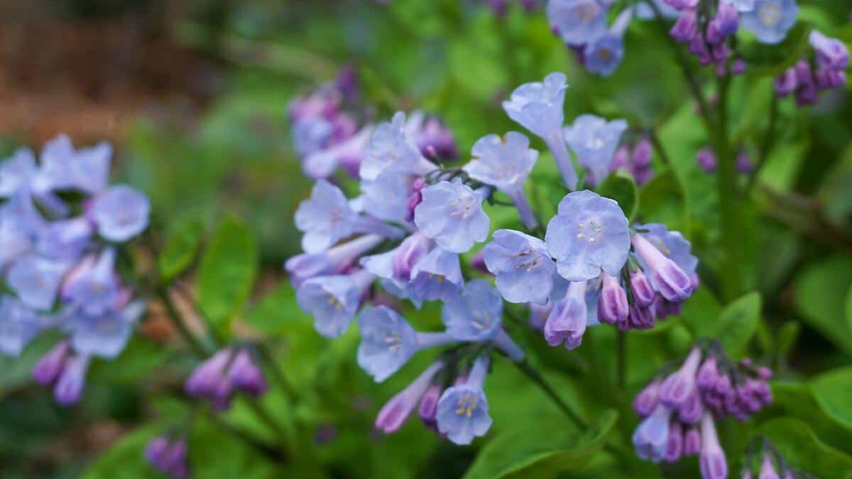 blue and purple flowers on a green background.