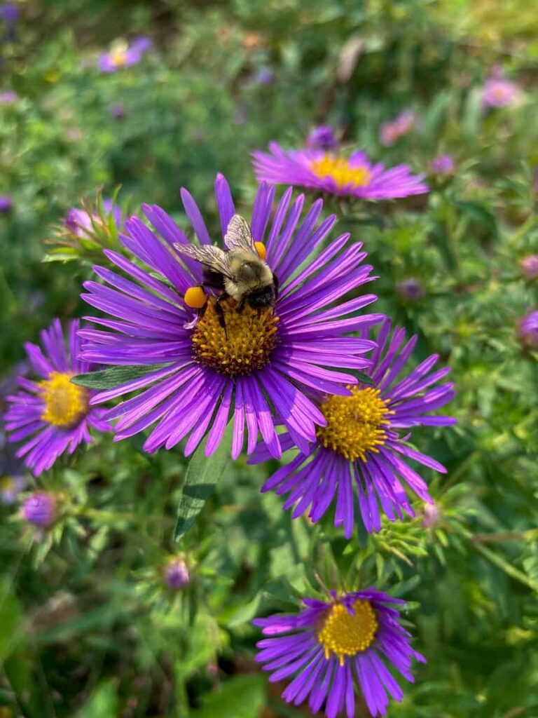 a dark purple flower in the garden with a bee