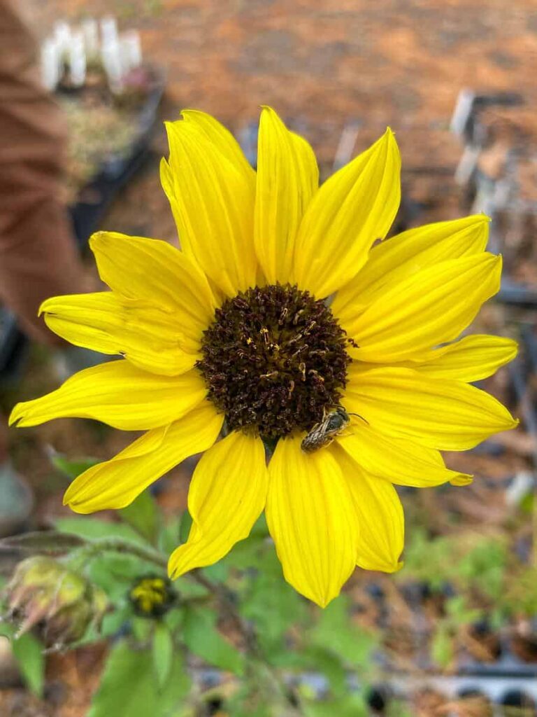a bright sunflower in a faded natural background