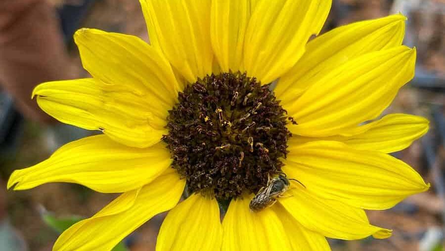 a bright sunflower in a faded natural background