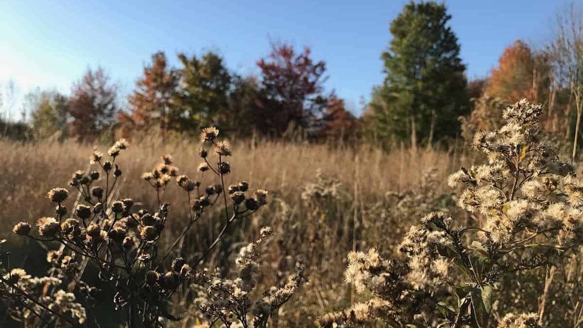 a fall meadow
