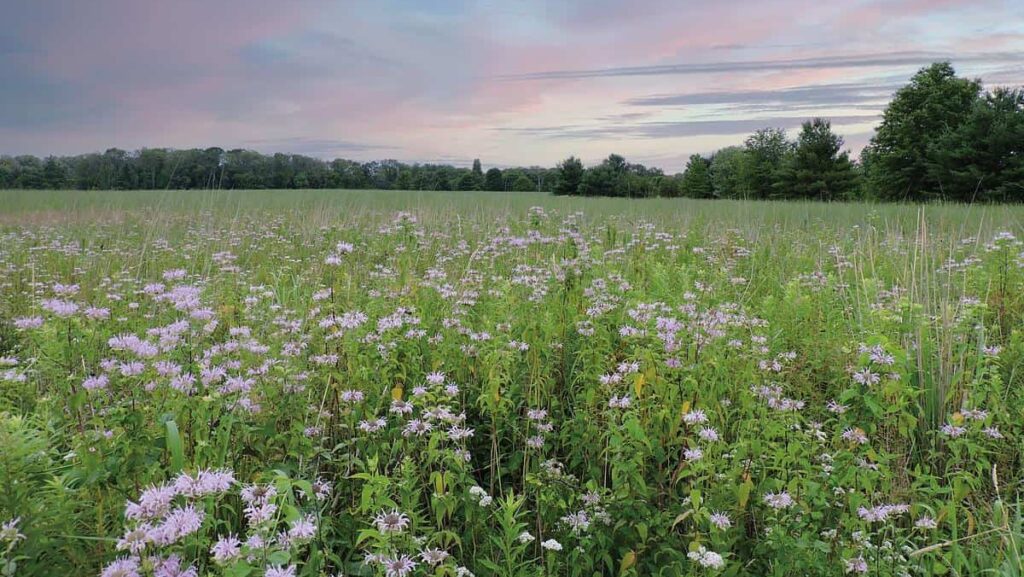 a cotton candy colored sunset over a bee balm filled meadow