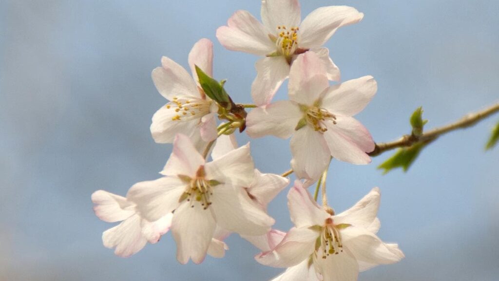 a close-up shot of small white and pink flowers growing from a thin branch.