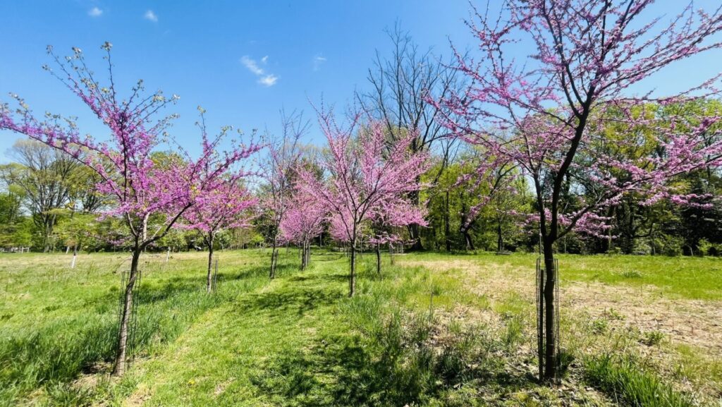 Redbud trees in a field