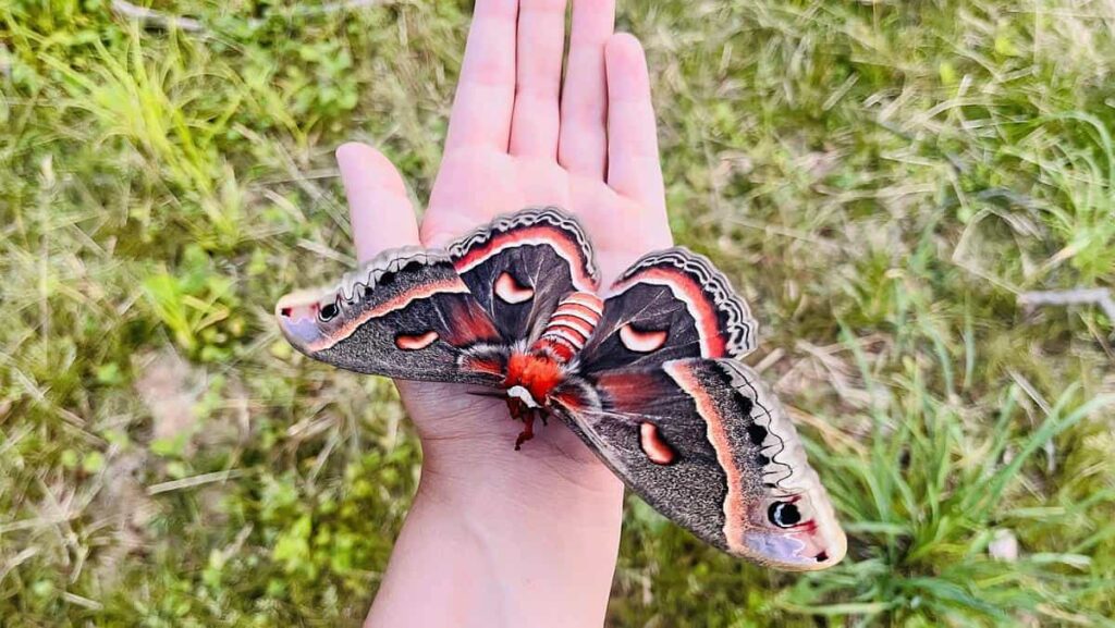A female moth with black and orange wings rests with wings open on an outstretched hand.