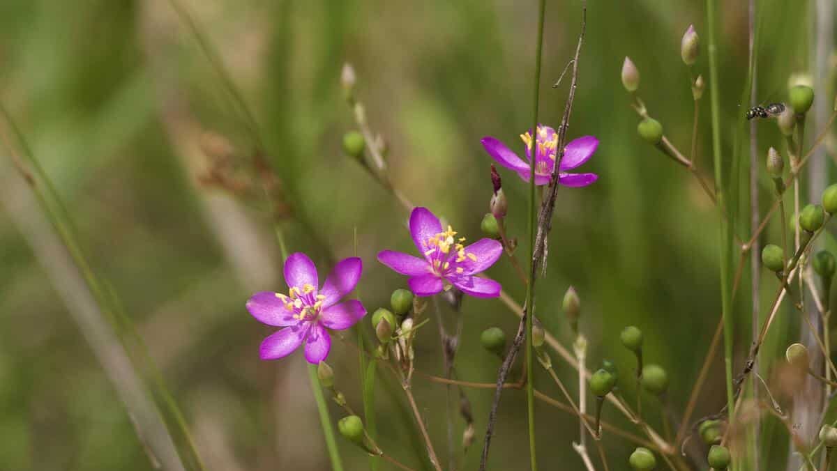 Purple flowers in the middle of a meadow