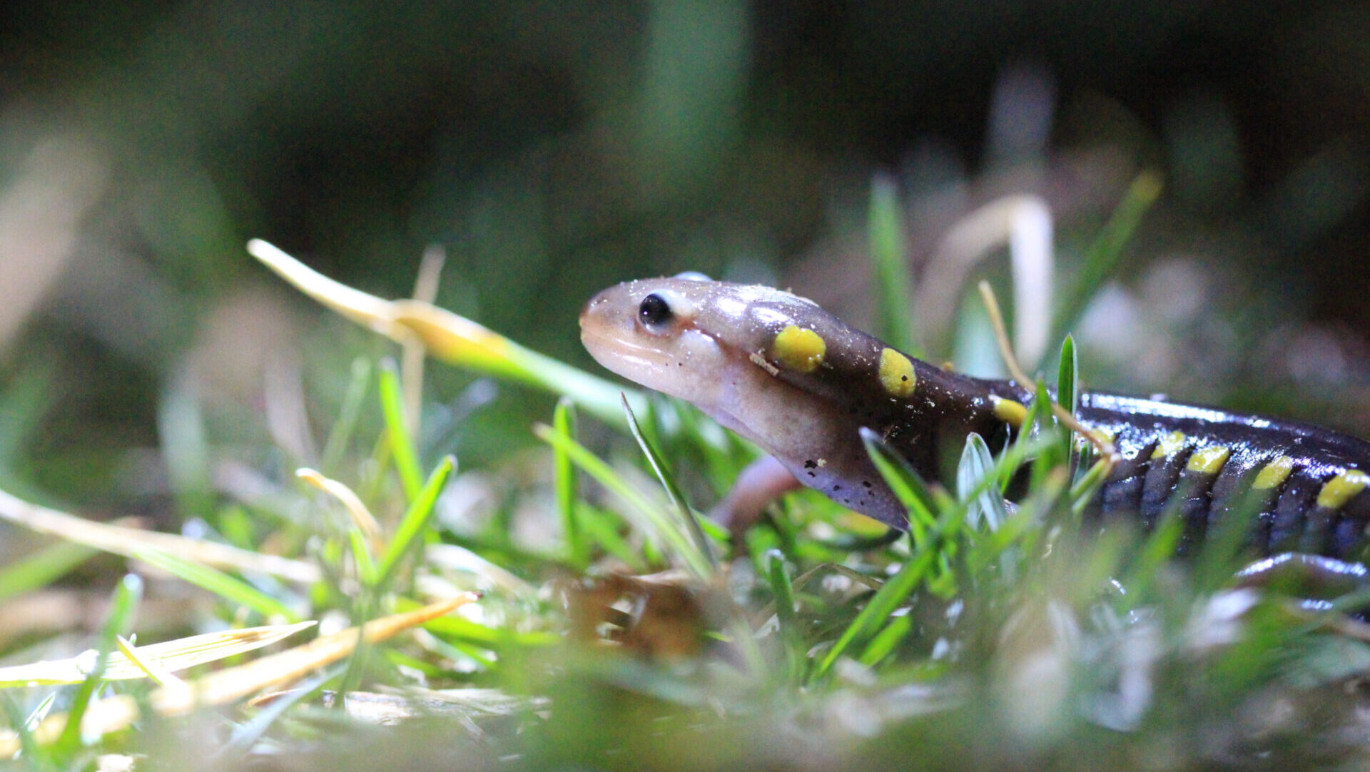 a black spotted salamander in the grass.