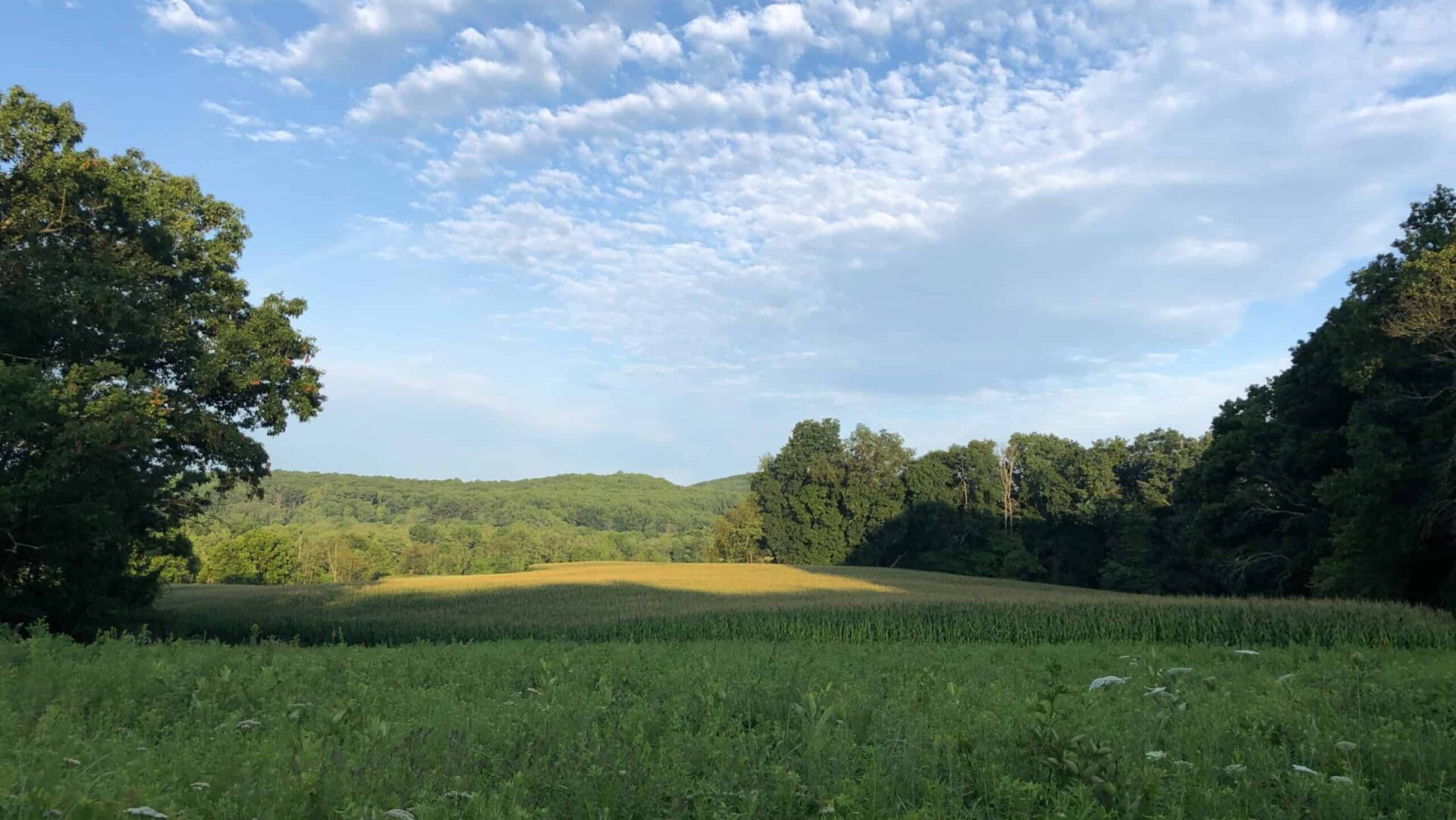 White clouds in a blue sky looking over a corn field and beyond to the woods