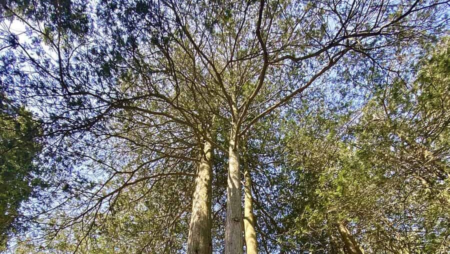 Looking up at trees at Stoneleigh