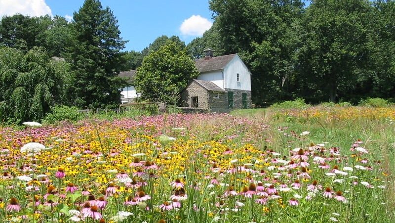 Idlewild Farm in the background with beautiful flowers