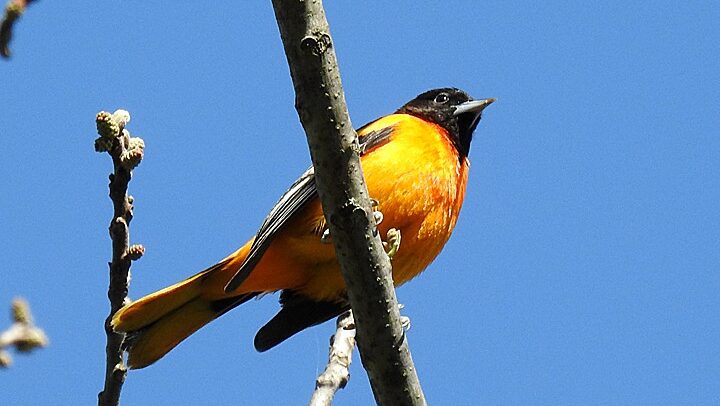 A Baltimore Oriole perched on a branch.