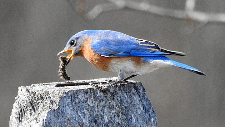 A male Bluebird eating a caterpillar on a fencepost.