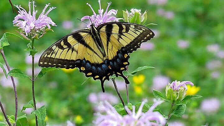 A tiger swallowtail rests in a meadow.|A dirt path lined by bluebells in early spring.