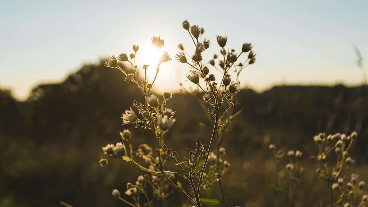 a close up shot of wildflowers with small