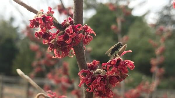 Close-up of Ozarch witchhazel, red blooms on a thin branch.