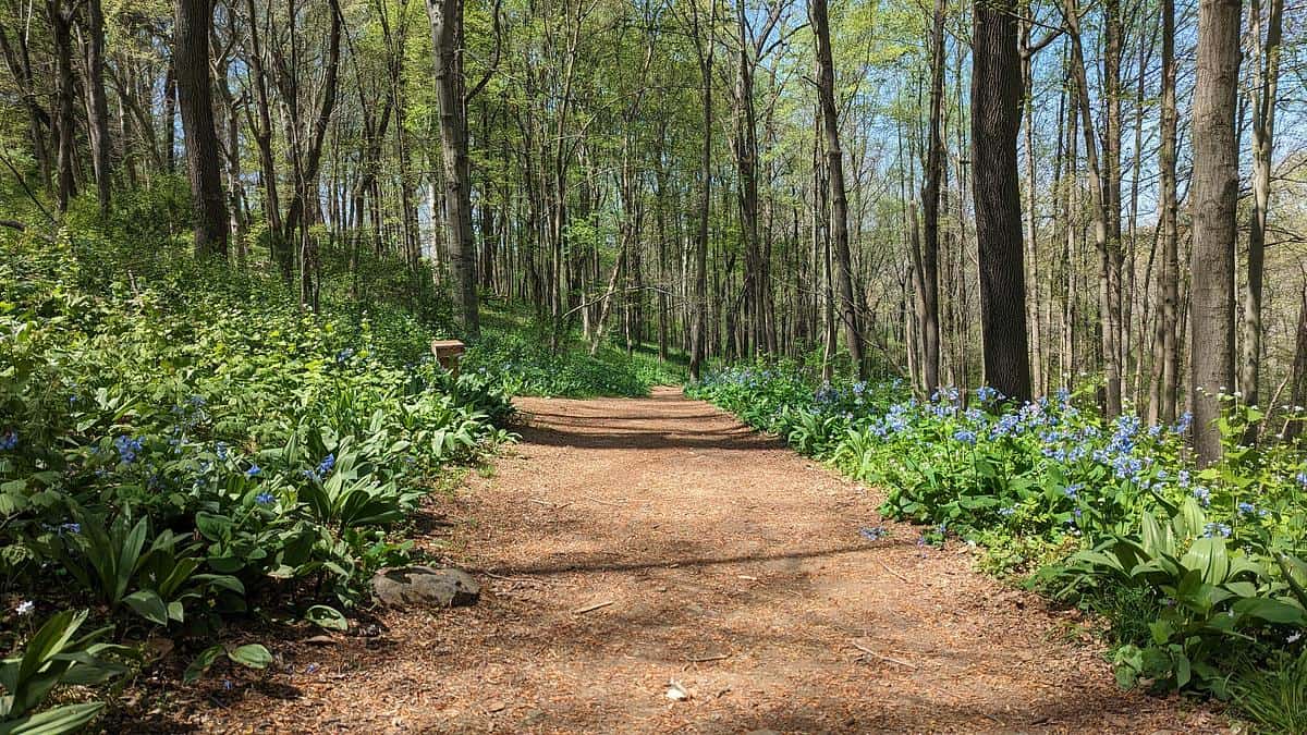 A dirt path lined by bluebells in early spring.