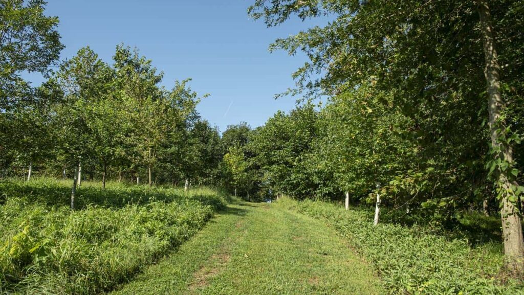 a green grassy path with tree tubes on either side and a blue sky overhead|a rocky trail disappears into greenery