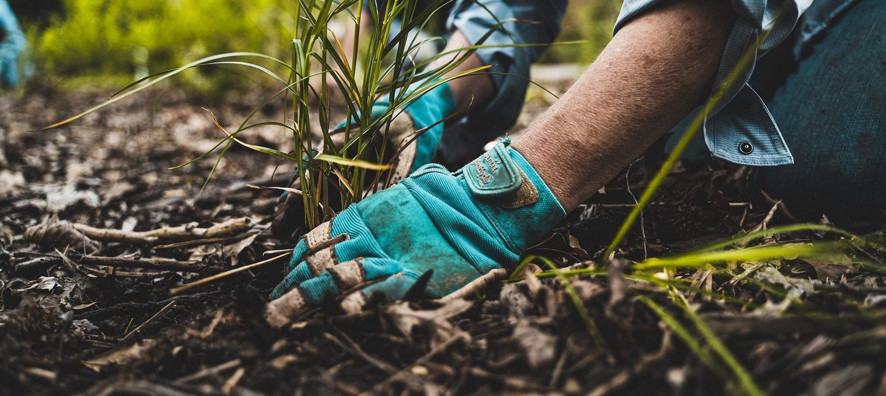 A close up of someone wearing blue gloves placing a plant in the dirt.