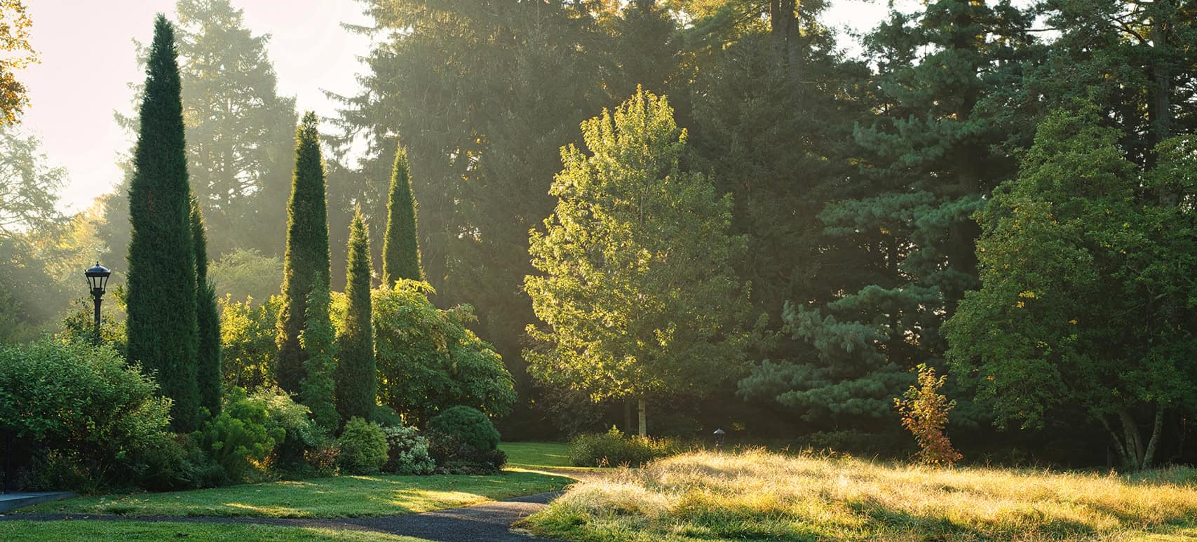 Morning sun shining through the landscape near the Main House at Stoneleigh: a natural garden.
