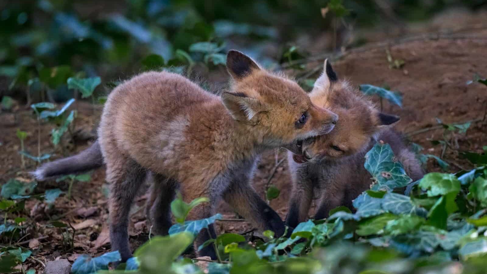 Two tiny fox babies play with each other in a woodlands.