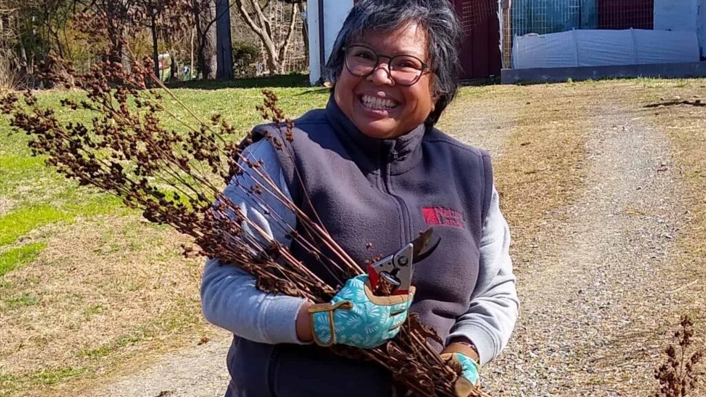a volunteer in the field holding winter stalks