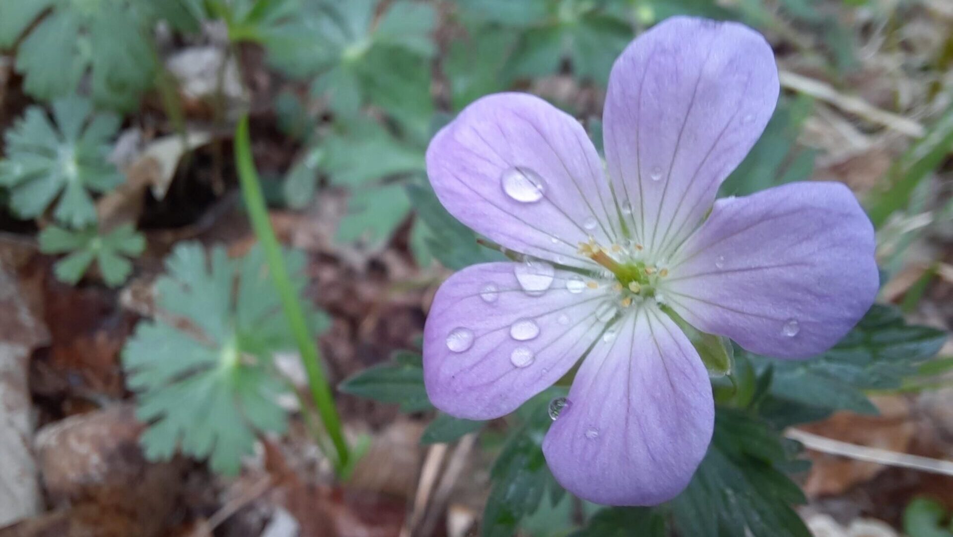 purple flower with rain drops on the petals