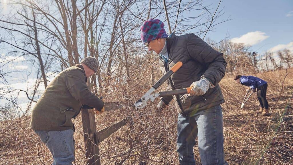three volunteers clipping invasive vines