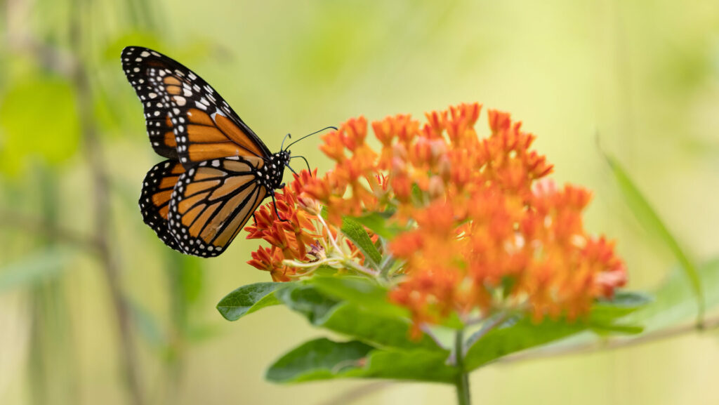 an orange and black butterfly on orange flowers
