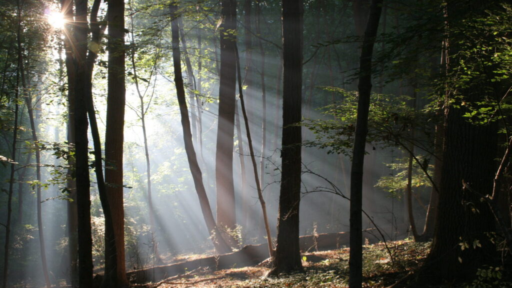 Beams of sunlight pour through green woods around tall dark trees.