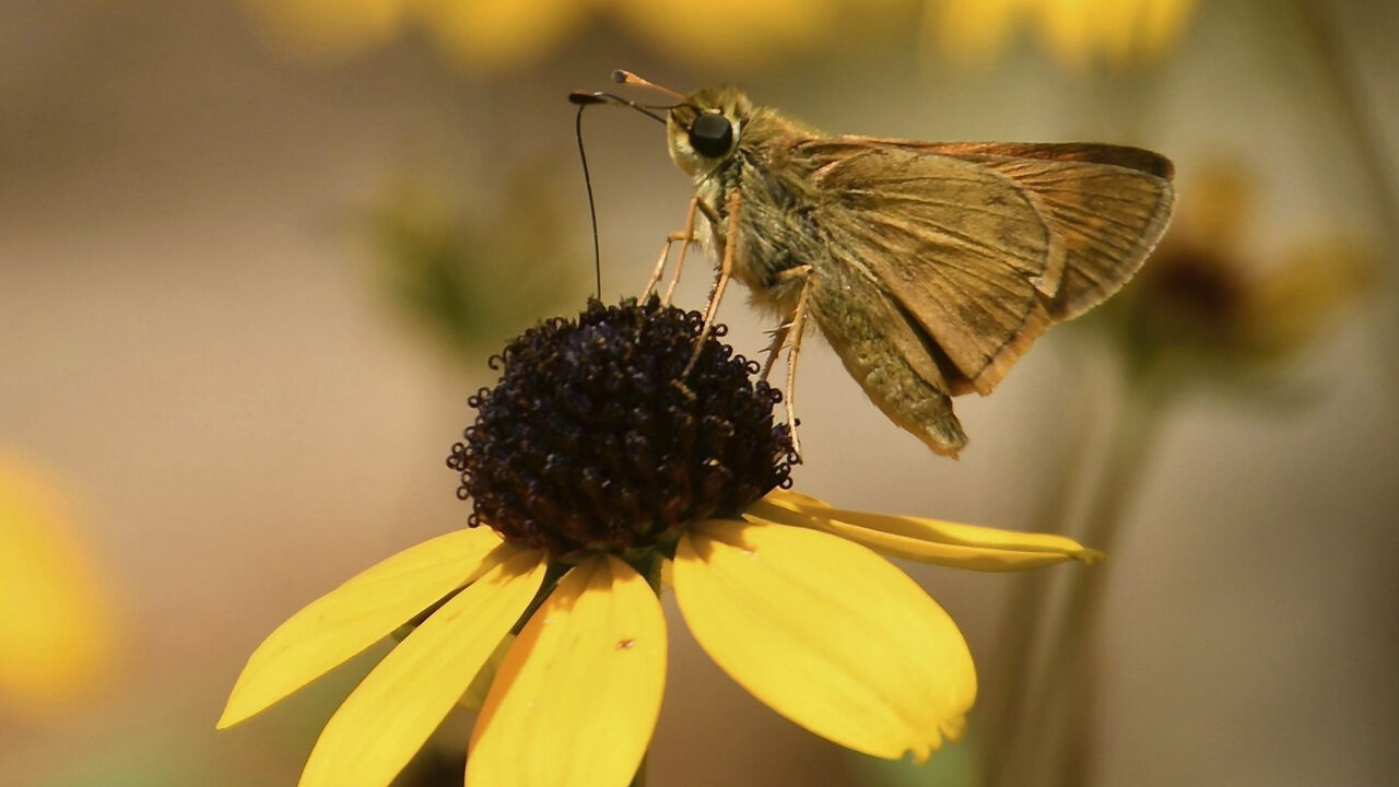 Close up of a winged insect perched on a yellow flower