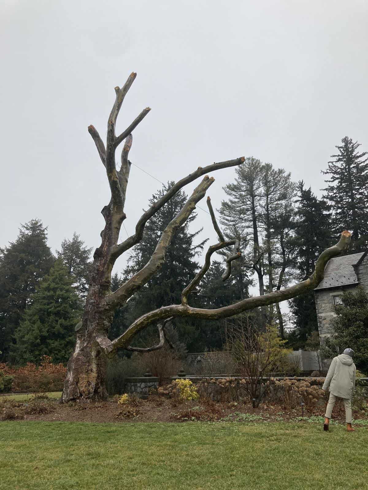 A large scaled down London planetree at Stoneleigh: a natural garden