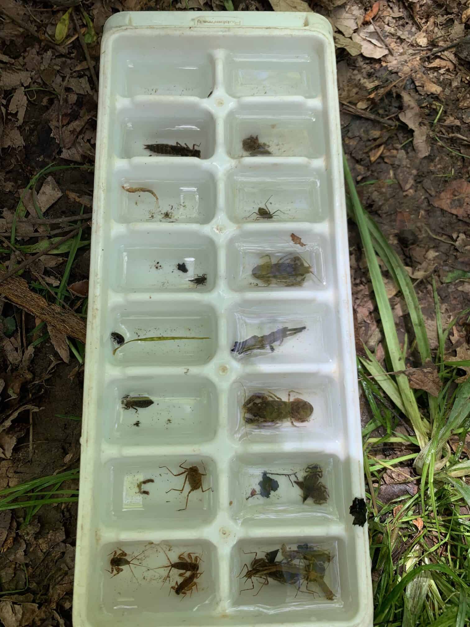 Benthic invertebrates from French Creek being held in an ice cube tray.