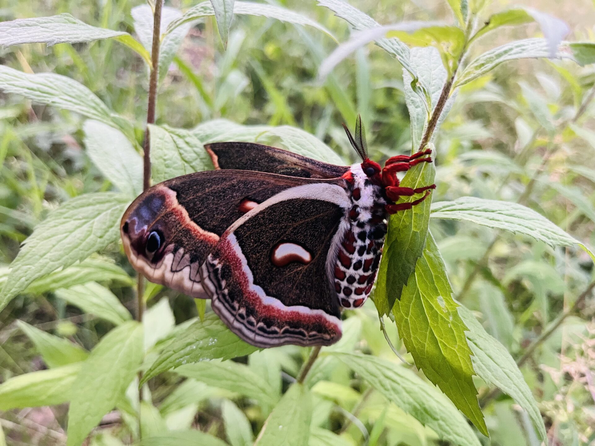 a moth with a white body with red and black spots, brown wings with red and white markings, and a red face and legs