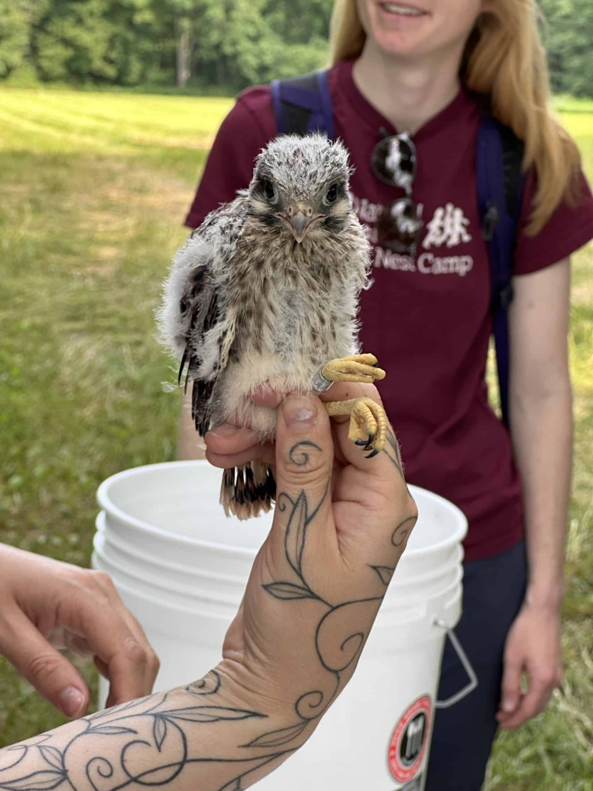 Female Kestrel chick photographed after being professionally banded
