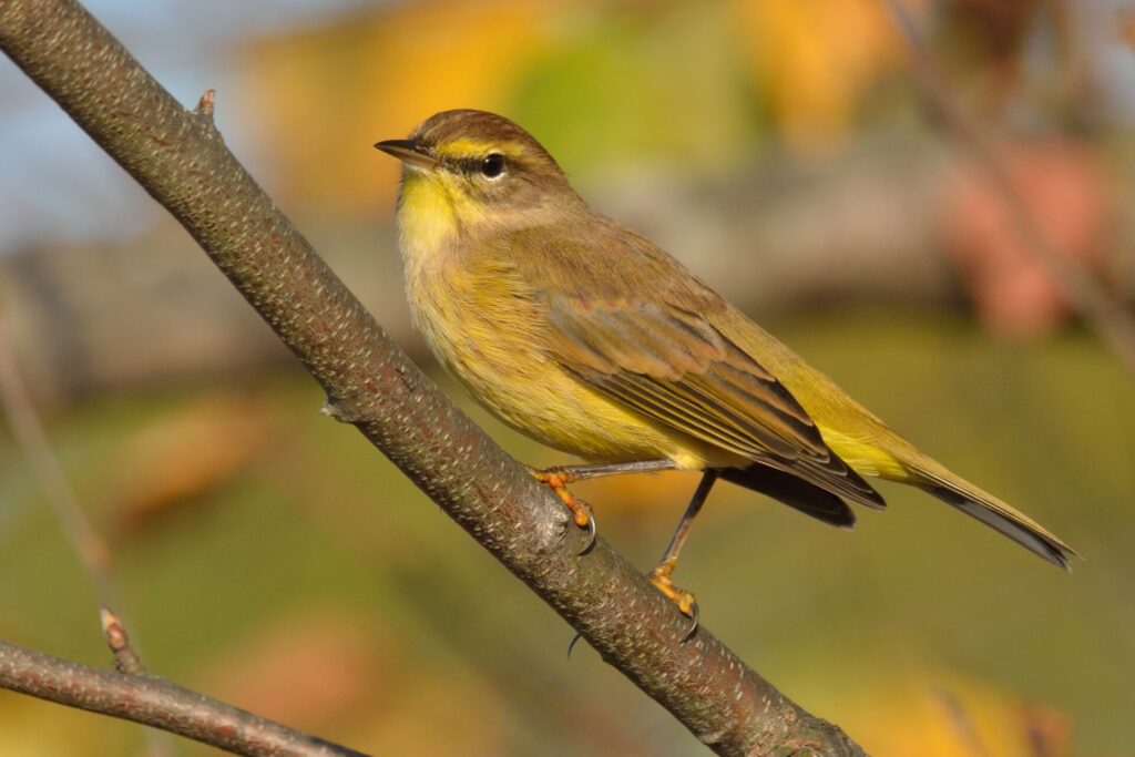 a yellow and brownish bird looking at the camera perched on a thin branch