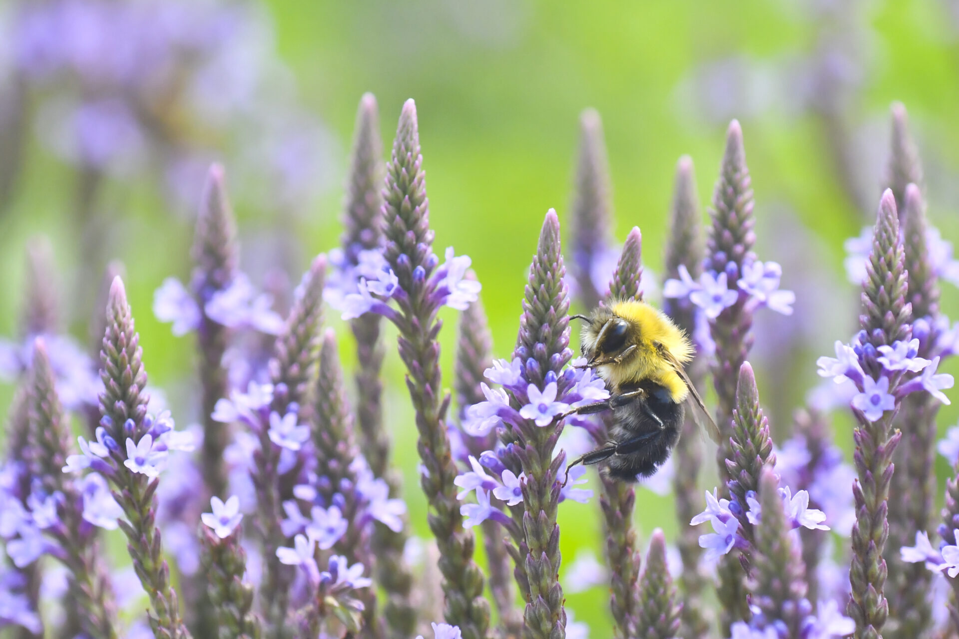 a fuzzy yellow bee latches to the side of a lavender-colored flower surrounded by many other flowers