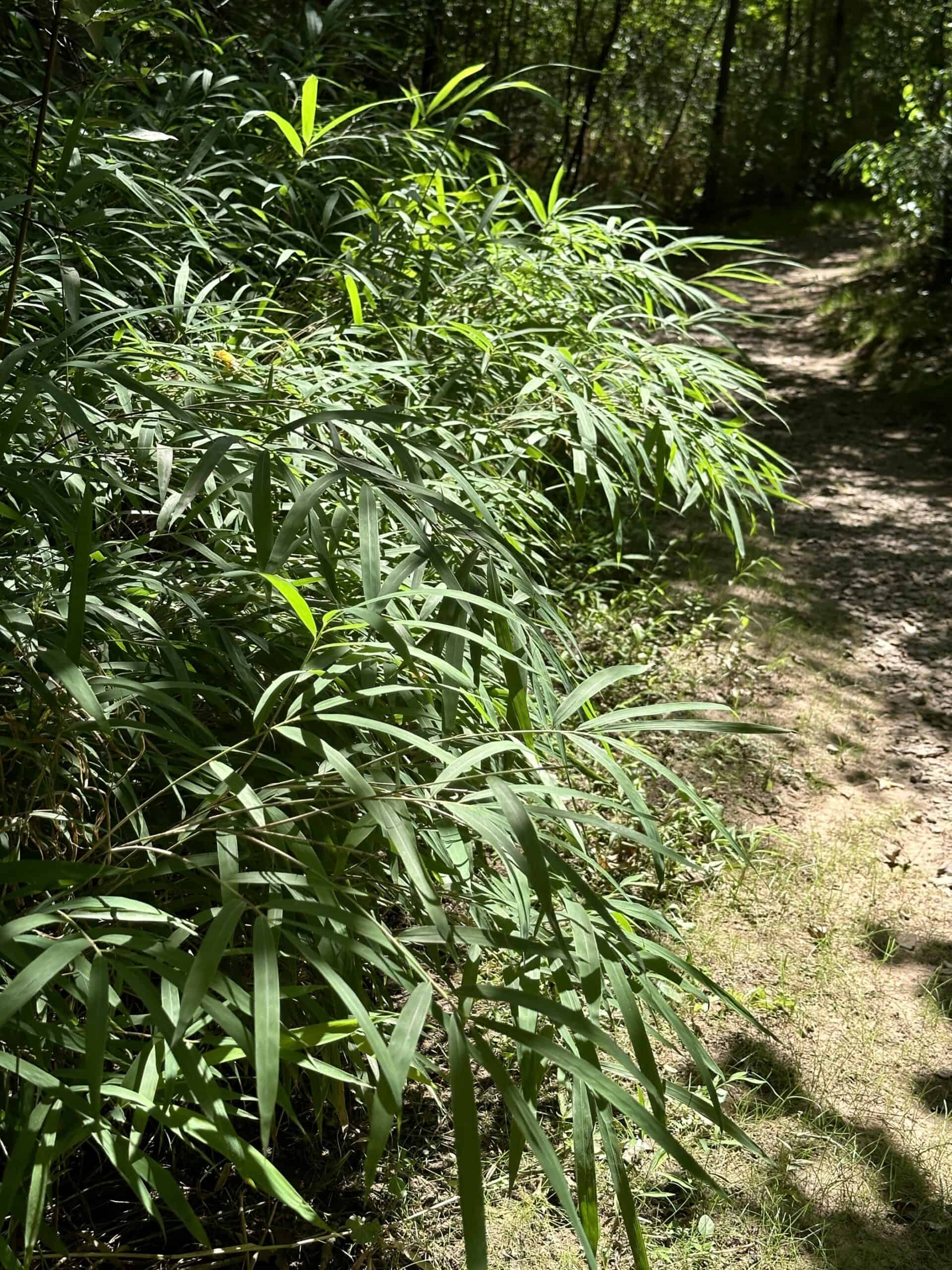 An invasive, grass-like bamboo leans over a trail