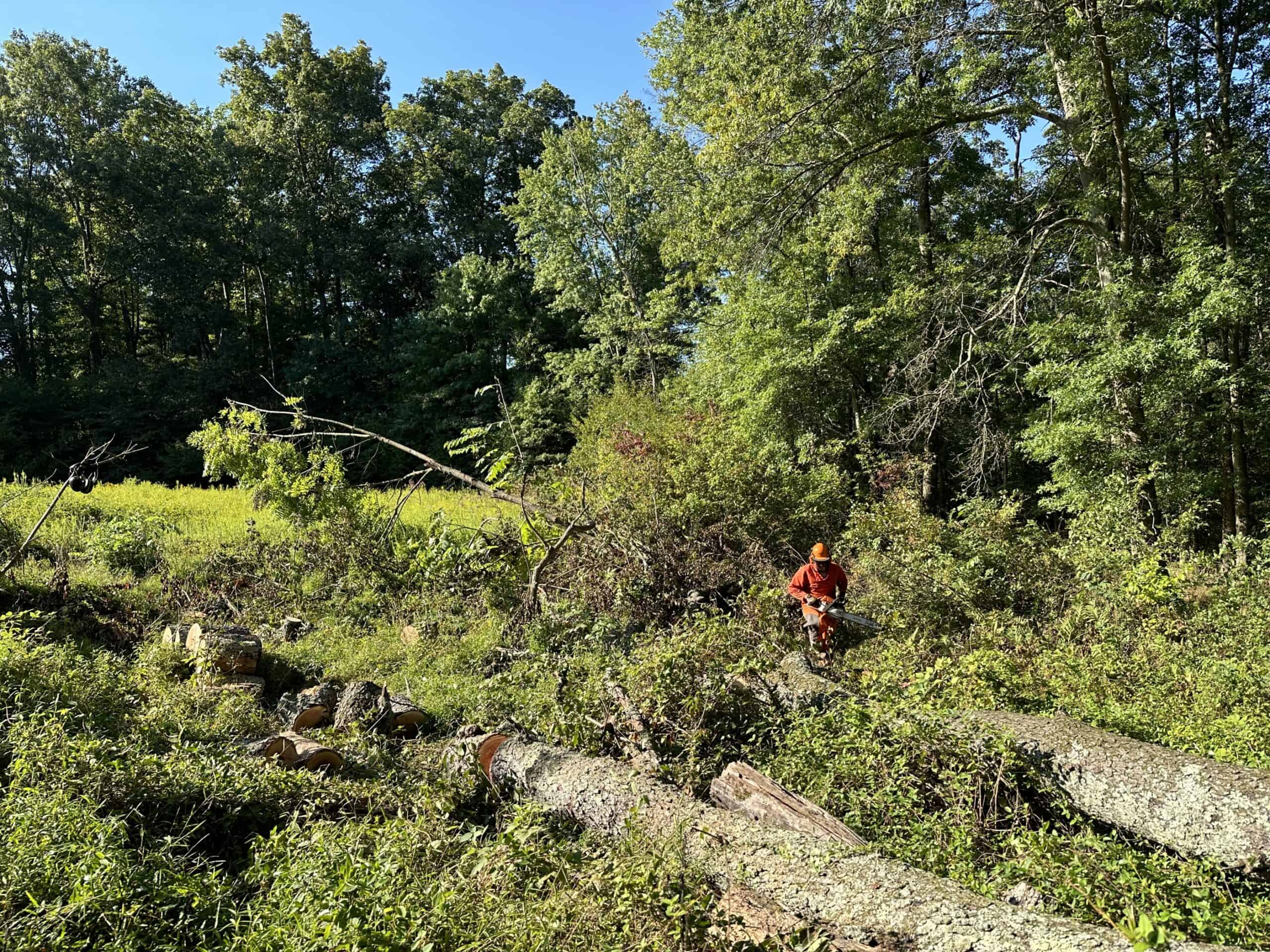 Cody chainsawing a fallen tree in a meadow.