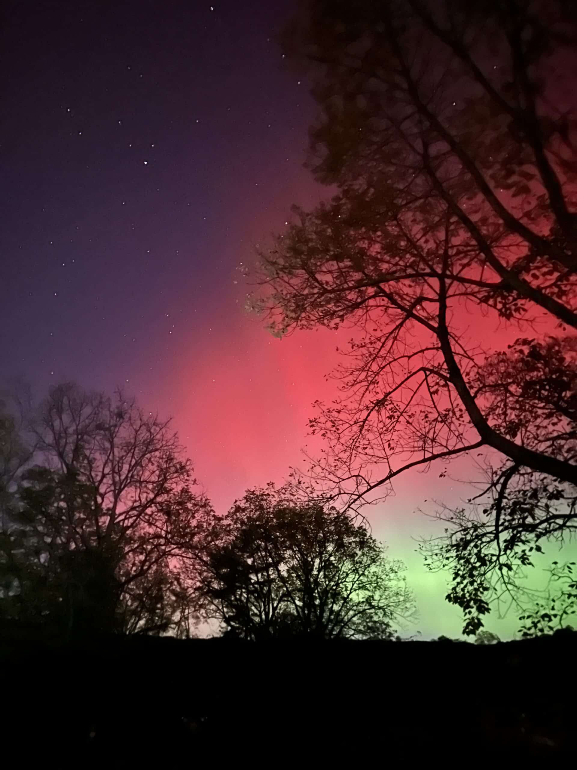 The Aurora borealis through and above some trees.