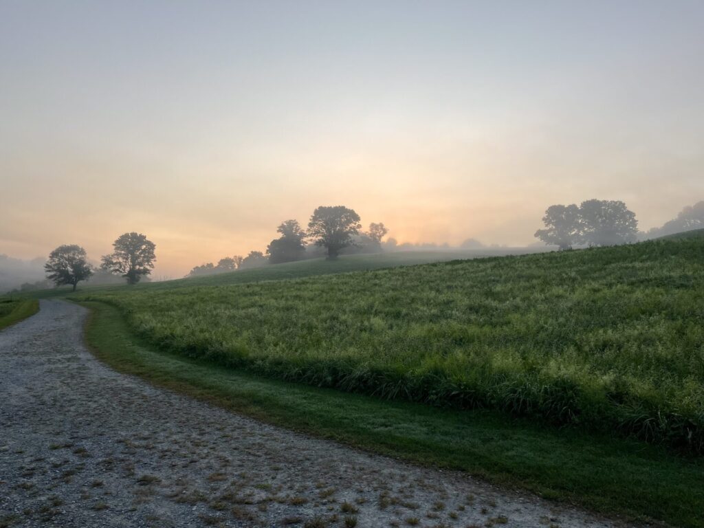 a path leading into the distance with a grassy field on the right and a soft, misty peach glow in the sky with silhouetted trees on the horizon